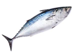 Premium Natural Wild Caught Frozen Bonito Portions Bulk Wholesale High Protein Low Carb Seafood For Food Service HoReCa Catering - Product Image 5