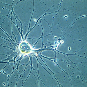 Microscopio Biológico Invertido BestScope BS-2190BF para Cultivo Celular con Contraste de Fases y Fluorescencia - Product Image 4
