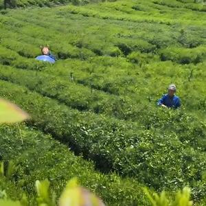 Bán buôn tùy chỉnh chất lượng cao văn hóa phong phú zhangjiajie trà trắng một sức khỏe thúc đẩy đồ uống - Product Image 6