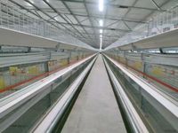Système de cages automatiques pour l'élevage de poulets de chair et de poules pondeuses, équipement d'élevage de volailles et d'équipement d'élevage de poulettes