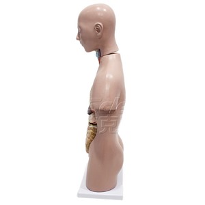 Modèle de torse humain asexuel de 50 cm, 12 parties détachables, dont cerveau, cœur, foie, poumons, etc. - Product Image 5