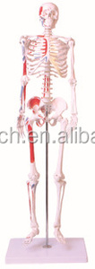 Modello Anatomico Elettrico <span class=keywords><strong>del</strong></span> Battito Cardiaco e della Circolazione Sanguigna in Metallo per <span class=keywords><strong>l</strong></span>'<span class=keywords><strong>Educazione</strong></span> Medica - Product Image 4