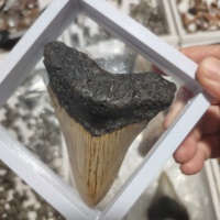 Vente en gros de dents de requin Megalodon en pierre brute naturelle, spécimen fossile d'animal marin préhistorique authentique, collection