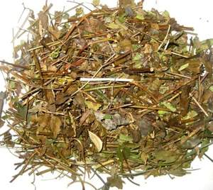 Vietnam séché phyllanthus urinaria avec le prix concurrentiel - Product Image 6