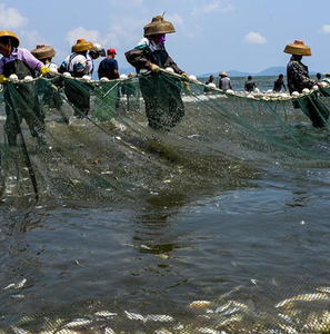 Filet de pêche à la traîne <span class=keywords><strong>Seine</strong></span> Nets MY Brand OEM <span class=keywords><strong>en</strong></span> HDPE multifilament, résistant à la corrosion et aux déchirures, à double nœud, épaisseur 0,125 mm-1,5 mm - Product Image 6