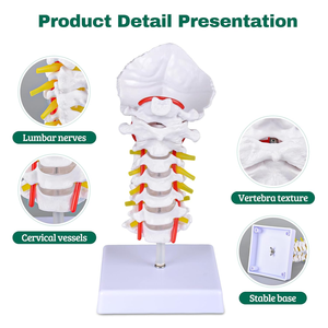 Modelo de <span class=keywords><strong>Esqueleto</strong></span> de PVC de Tamaño Real con 7 Vértebras Cervicales, Hueso Occipital, Nervios del Tronco Cerebral y Vasos Sanguíneos para Ciencias Médicas CE/ISO - Product Image 3