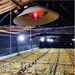 Equipo de cría de aves de corral completamente automático para cobertizo de pollos de engorde/gallinero con comederos de aves de <span class=keywords><strong>pollo</strong></span> eficientes - Product Image 5