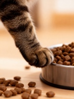 Nourriture sèche personnalisée pour chats et chiens, équilibrée en nutriments, pour la mobilité des os, soin naturel, alimentation pour animaux de compagnie