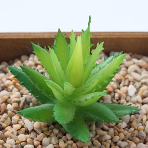 Nuevas Plantas Suculentas Artificiales Mini Personalizadas al por Mayor, Accesorios para Arreglos Florales de Tamaño Pequeño, Colores y Estilos Múltiples para el Hogar - Product Image 5