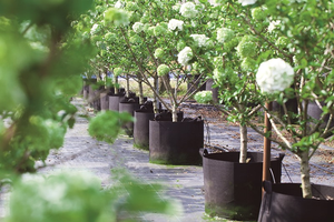 Sacs de jardin en tissu feutre pour plantes de bleuets pour la plantation de légumes et pots de fleurs et jardinières - Product Image 5