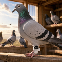 Traceur GPS pour pigeons USMILEPET, mini localisateur en temps réel, étanche, localisateur GPS pour oiseaux, autonomie de 30 jours, traceur d'oiseaux ultra léger