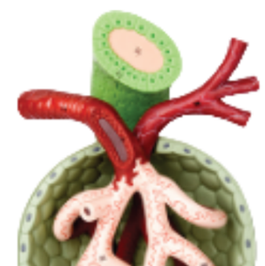 Modelo de Glómero Ampliado de Alta Calidad 700X Tamaño Real para Enseñanza Médica, Venta Caliente, Ciencia Médica para Entrenamiento - Product Image 2