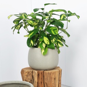 Maceta Grande <span class=keywords><strong>de</strong></span> Cemento y Magnesio Estilo Nórdico <span class=keywords><strong>para</strong></span> Patio, Balcón, Uso en Exteriores, Maceta <span class=keywords><strong>de</strong></span> Pie <span class=keywords><strong>para</strong></span> Plantas Verdes, Diseño Simple - Product Image 4