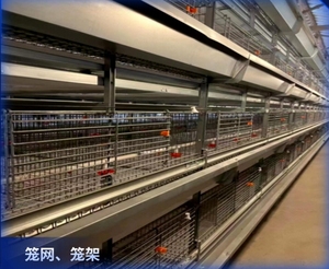 Nouveau système automatisé <span class=keywords><strong>de</strong></span> cages à batterie pour l'élevage avicole, cage à poules pondeuses <span class=keywords><strong>de</strong></span> type A en fil d'acier à faible teneur en carbone - Product Image 5