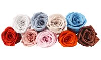 Boîte Cadeau Rose Éternelle Haut de Gamme 4-5cm Grade B pour la Saint-Valentin, Noël, le Nouvel An, Mariages – Cadeau de Mariage ou du Nouvel An
