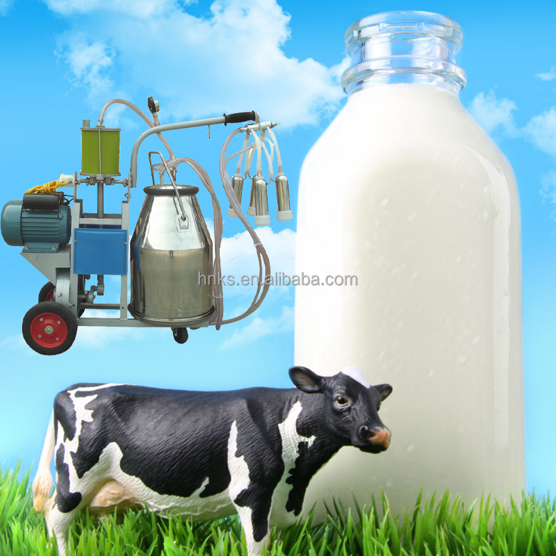 Dairy Farm Single Cow Milks Sucking