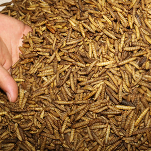 Alimento de larvas de alta proteína, larvas de mosca soldado negra secas, gusanos secos - Product Image 3