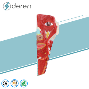 Modelo de Agrandamiento de Arterias y Venas de la Cabeza Humana, Herramienta de Enseñanza Anatómica Médica para la Ciencia de los Meridianos de la Cabeza - Product Image 6