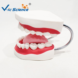 Modèle de brossage dentaire ; modèle pédagogique et de formation pour l'hygiène bucco-dentaire dans les écoles de médecine. - Product Image 4