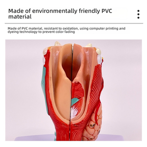 2X modèle d'anatomie agrandi pour la formation médicale matériau PVC pharynx larynx avec vaisseaux sanguins thyroï<span class=keywords><strong>de</strong></span> pomme d'Adam pour l'enseignement - Product Image 4