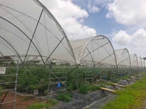 Fabricants de kits de plantation de tomates <span class=keywords><strong>en</strong></span> serre, serre <span class=keywords><strong>agricole</strong></span> <span class=keywords><strong>en</strong></span> film plastique multi-voûtes personnalisée - Product Image 6