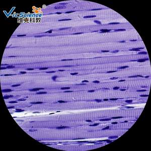 25 lames de microscope d'histologie pour que les élèves et les enfants apprennent la préparation des insectes et des plantes à l'école - Product Image 4