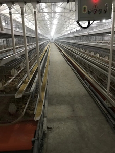 <span class=keywords><strong>Grossiste</strong></span> Design Cage pour poules pondeuses en batterie Poulailler pour poules pondeuses Ferme avicole Cages pour poulets - Product Image 6