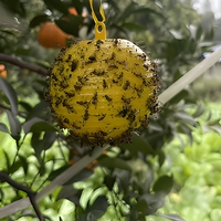 Kleverige insectenholle bal met fruitvliegferomoon Waterdichte plastic lijmvanger Boomgaard Hangende kleefvliegenvanger Niet-giftig