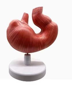 Modèle de dissection d'estomac de porc utilisé pour afficher la structure interne et pour la recherche vétérinaire CE/ISO - Product Image 3
