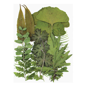Feuilles <span class=keywords><strong>de</strong></span> cèdre séchées et pressées naturelles, petites feuilles - Product Image 1