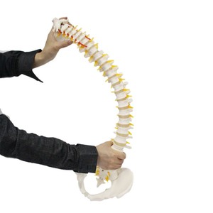 Modèle de colonne vertébrale pour l'explication et la démonstration de la pharmacologie : modèle de colonne vertébrale humaine en PVC naturellement flexible de 85 cm, disponible en différentes tailles. - Product Image 1