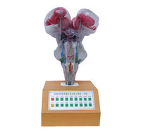 Modèle d'anatomie du tronc cérébral électrique pour l'enseignement en classe des étudiants en médecine et en soins infirmiers avec fonctionnement par bouton-poussoir