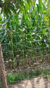 Panel de Malla Metálica Galvanizada en Caliente para Cercas de Perros y Gallinas, Cerca para Ganado con Recubrimiento de Zinc, Cerca para Animales de Granja - Product Image 4