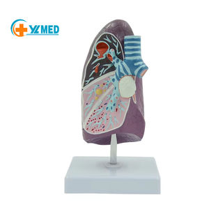 عينة نموذج رئة باثولوجي بشري من أعضاء حشوية الرئة للمدخنين المحاكاة تعليم الجهاز التنفسي لجراحة الصدر - Product Image 1