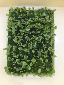 Bọt Xốp Trồng Cây Rau/Hạt Giống Rau Quả - Product Image 4