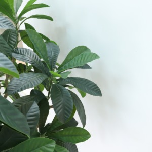 Plantas de maceta grande de plástico Árbol de níspero <span class=keywords><strong>artificial</strong></span> para decoración del hogar Diseño desmontable para interiores y exteriores - Product Image 6