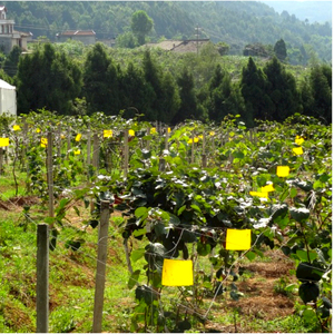 กับดักแมลงวันสี่เหลี่ยมสีเหลือง กาวเหนียวพิเศษ สำหรับควบคุมศัตรูพืชทางการเกษตรอย่างมีประสิทธิภาพ - Product Image 5