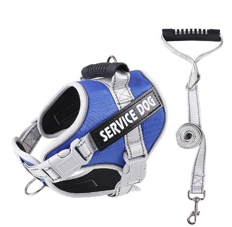 Harnais + laisse bleu poitrine