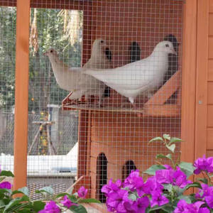 Grande <span class=keywords><strong>volière</strong></span> en bois de sapin durable et bon marché, conception en <span class=keywords><strong>filet</strong></span>, nichoir <span class=keywords><strong>pour</strong></span> oiseaux, cage à oiseaux - Product Image 5