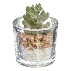 PLANTAS SUCULENTAS SURTIDAS - Product Image 1