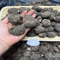Suppléments de Maca à base de plantes simples et sains chinois Maca Plus Butts/hips Maca Root Bigger Booty