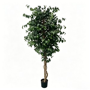 Directly From the Factory Ficus Pandurata Suitable As Indoor and Outdoor Decoration Durable and Evergreen - Product Image 1