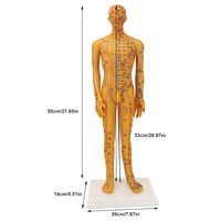 Modèle d'acupuncture du corps humain de 53 cm, modèle pédagogique chinois des points de pression pour les acupuncteurs, CE/ISO