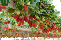 Grand tunnel de culture en PVC de 6x8x5m, tunnel de culture de fruits, serre en polytunnel