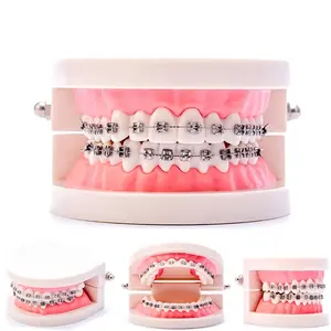 wholesale plastic educational dentistry orthodontic teeth model for dental use