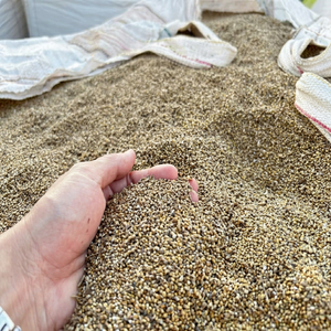 golden bajra bulk <b>grain</b> - Product Image 1