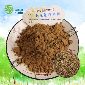 Tribulus terrestris bột cho người đàn ông cung cấp sức khỏe nhà máy chiết xuất bột Fructus Tribulus terrestris chiết xuất bột - Product Image 3
