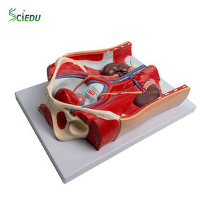 Modelo de Próstata Desmontable SCIEDU, Modelo Anatómico del Sistema Urogenital Humano, Modelo de Órgano Reproductor Masculino Desmontable 1:1 - Product Image 1