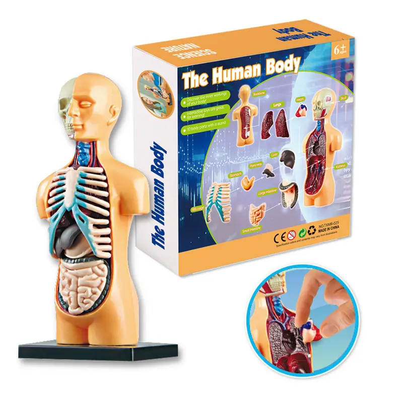 Os órgãos do corpo humano DIY assembléia educacional atacado brinquedos inteligentes definir