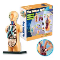 Сборка тела человеческих органов, оптовая продажа обучающих интеллектуальных игрушек